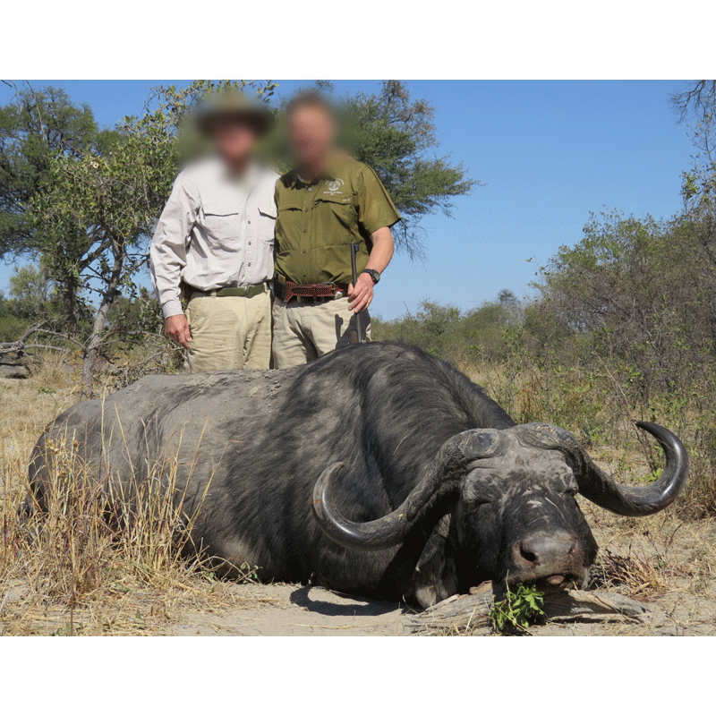 buffle Caffer Caffer tiré lors d'un safari chasse en Afrique du Sud