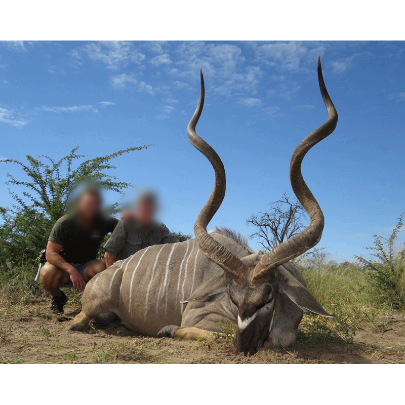 trophée de grand koudou chasse en Afrique du Sud