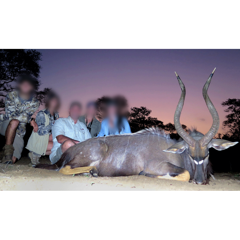 Nyala - chasse en Afrique du Sud