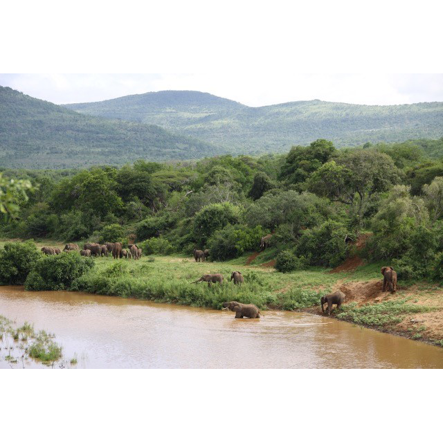 Eléphants sur une zone de chasse en Afrique du Sud