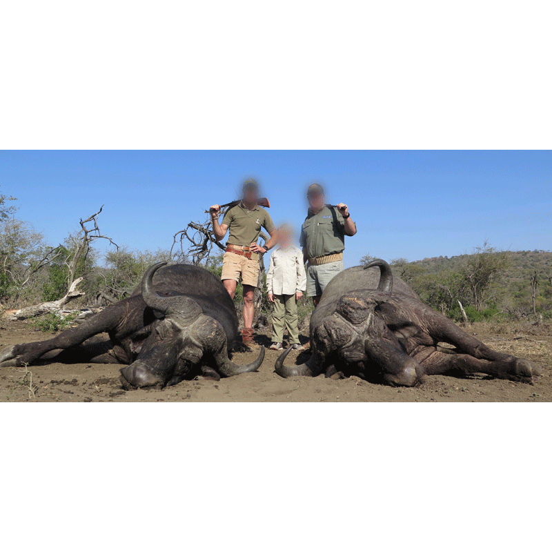 deux beaux buffles Caffer Caffer prélevés en Afrique du Sud lors d'un safari chasse
