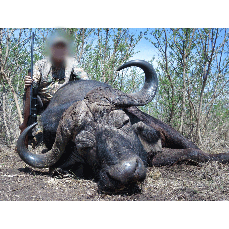 buffle Caffer Caffer prélevé lors d'une chasse en Afrique du Sud