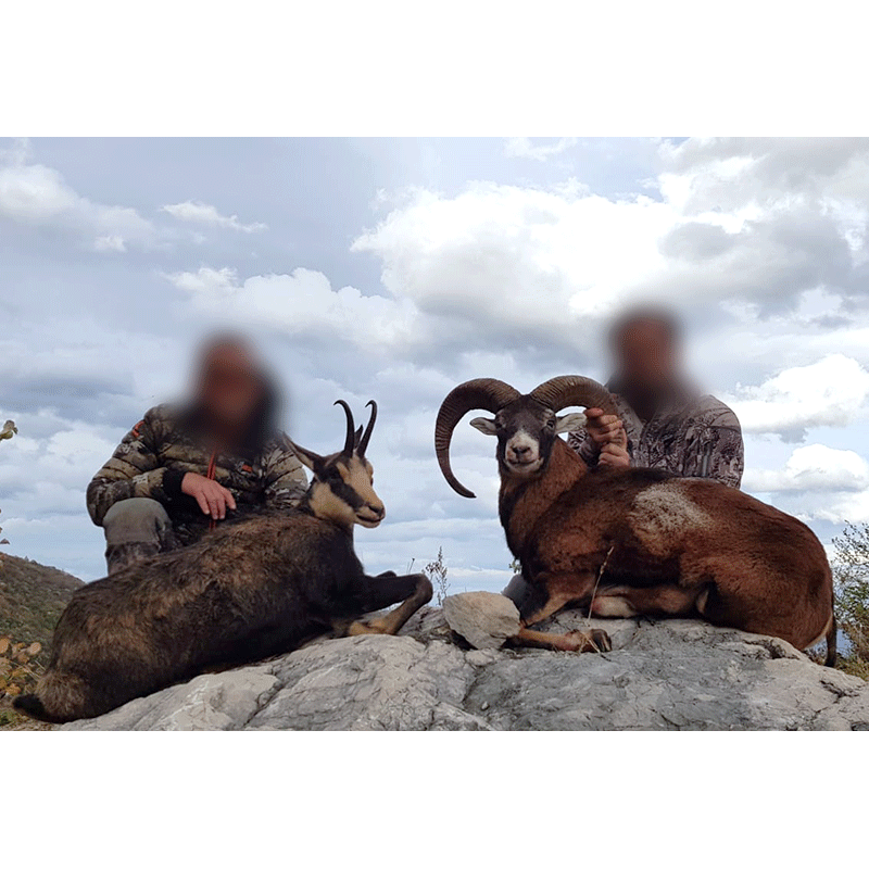 Vercors chamois and mouflon trophy harvested during a hunt in the Alps in October 2019