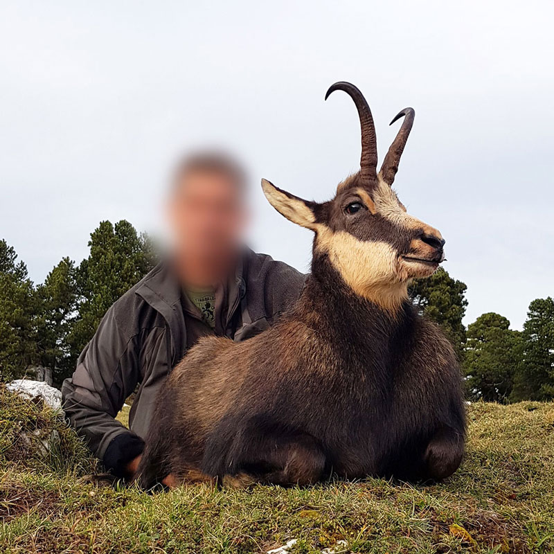 Chartreuse chamois hunt in France in 2019