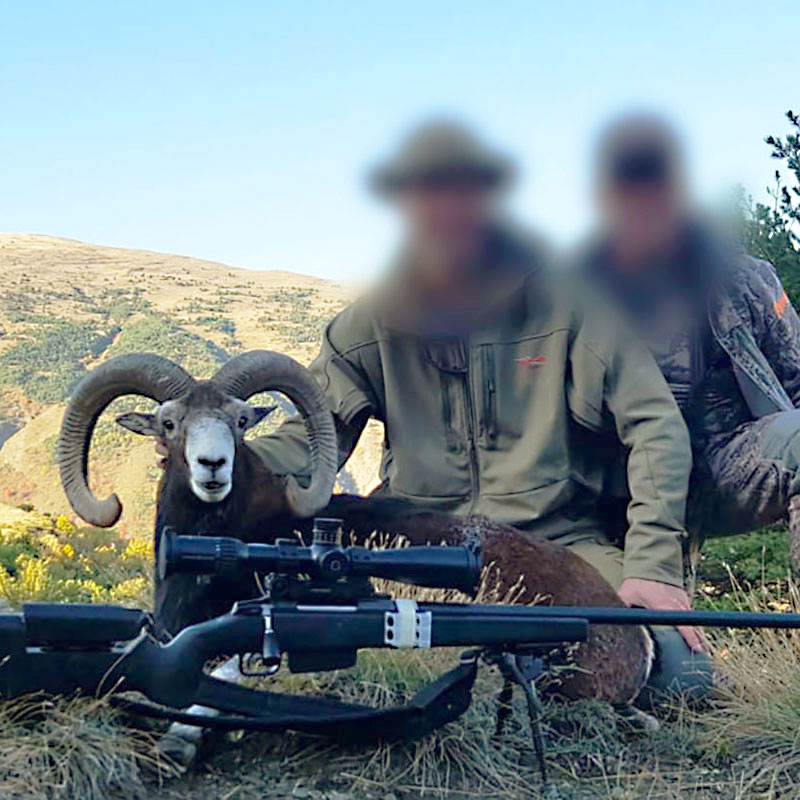 Another shot of the mouflon trophy hunted in October 2019 in the Alps