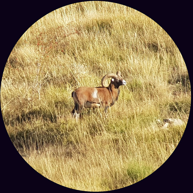 Mouflon hunt in the French Alps