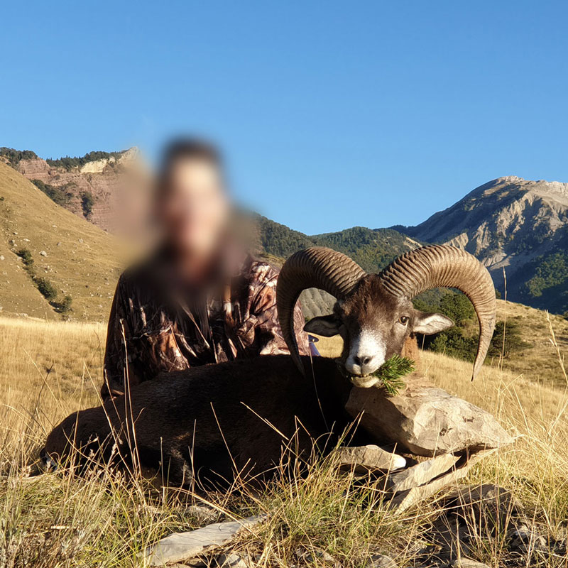 Average size mouflon trophy harvested in the French Alps