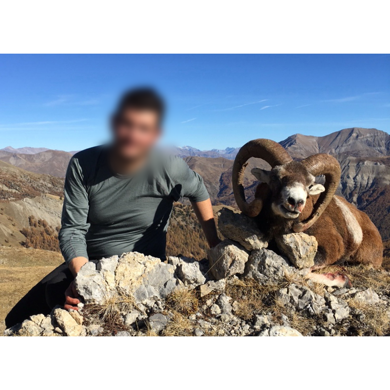 European mouflon trophy and PH in France