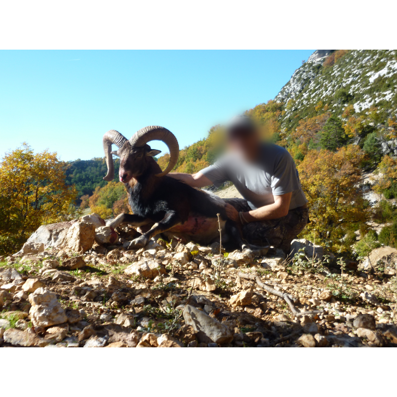 mouflon hunt in France
