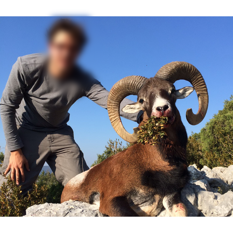 hunter with trophy of mouflon in the French mountains