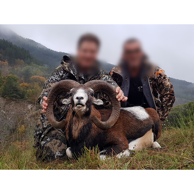 mouflon hunted in the Alps