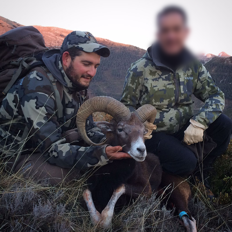mouflon hunt with experienced PH in France