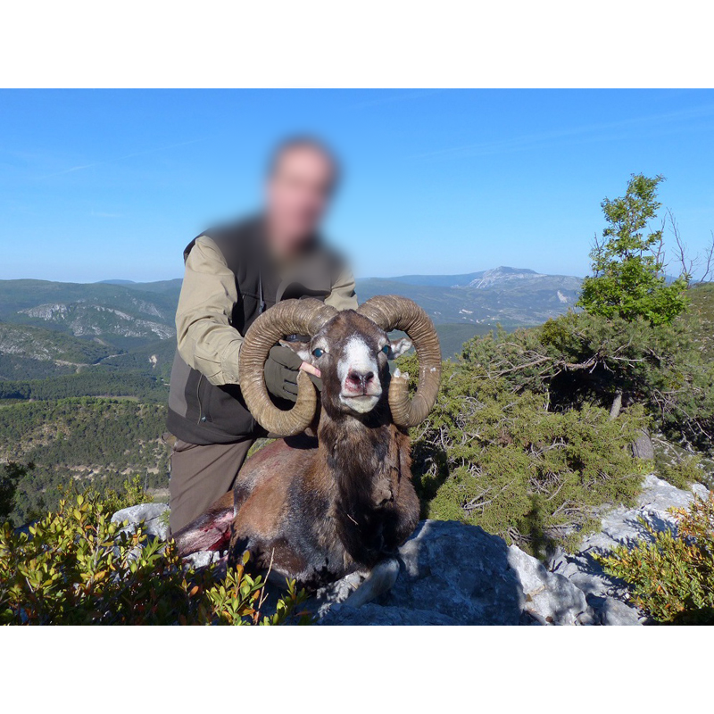 mouflon trophy shot in France