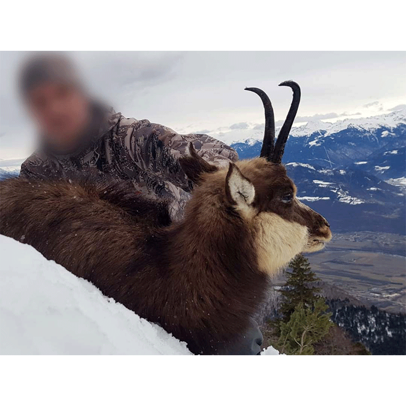 15 year-old Chartreuse Chamois hunted in France
