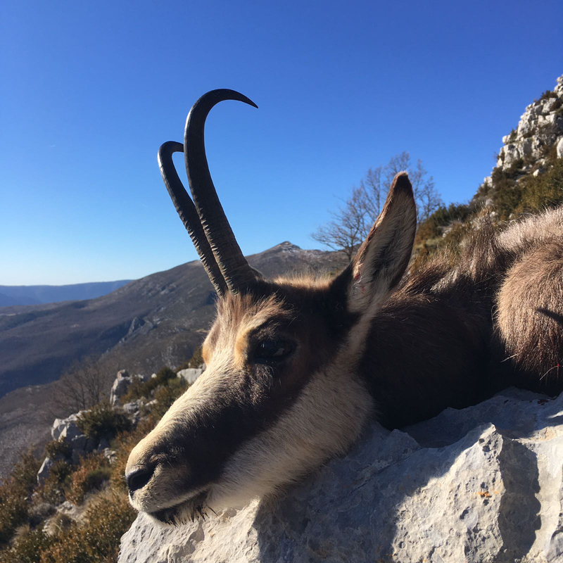 chamois trophy hunted in France