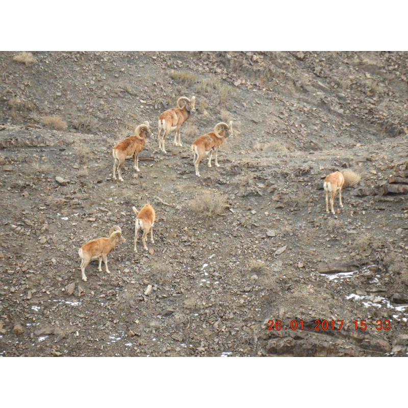 Mouflons on a hunting area in Iran - Mouflons sur un territoire de chasse en Iran