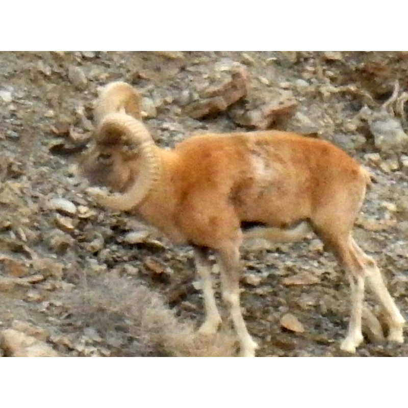 Mouflon shot on a hunting area in Iran - Mouflon pris en photo sur une zone de chasse en Iran