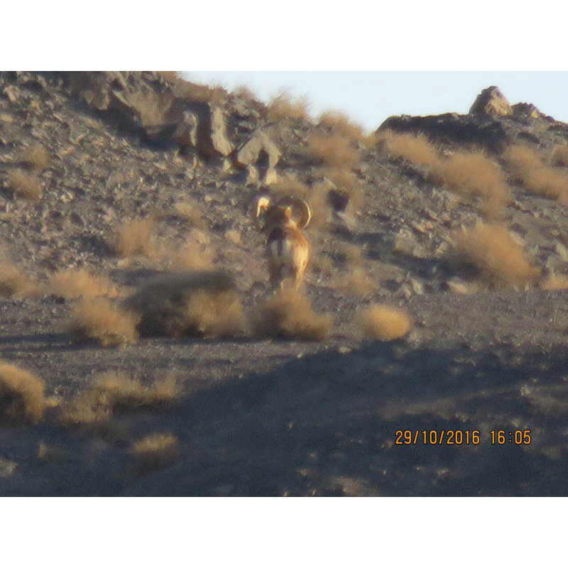 Mouflon running on a hunting territory in Iran - Mouflon sur un territoire de chasse en Iran