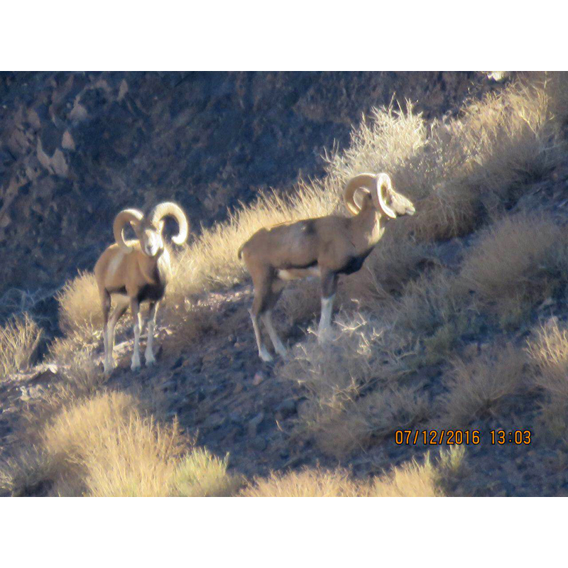 Nice mouflons taken in picture on a hunting area in Iran in 2016 - Beaux mouflons mâles pris en phot