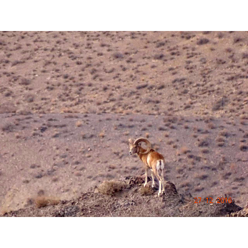 Shot of mouflon on a hunting area in Iran - Photo d'un mouflon sur une zone de chasse en Iran