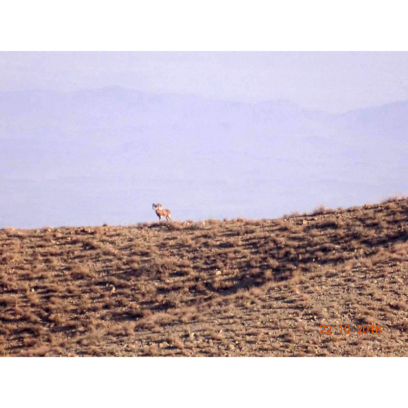 Mouflon hunt in the Iranian desert - Chasse au mouflon dans le désert iranien