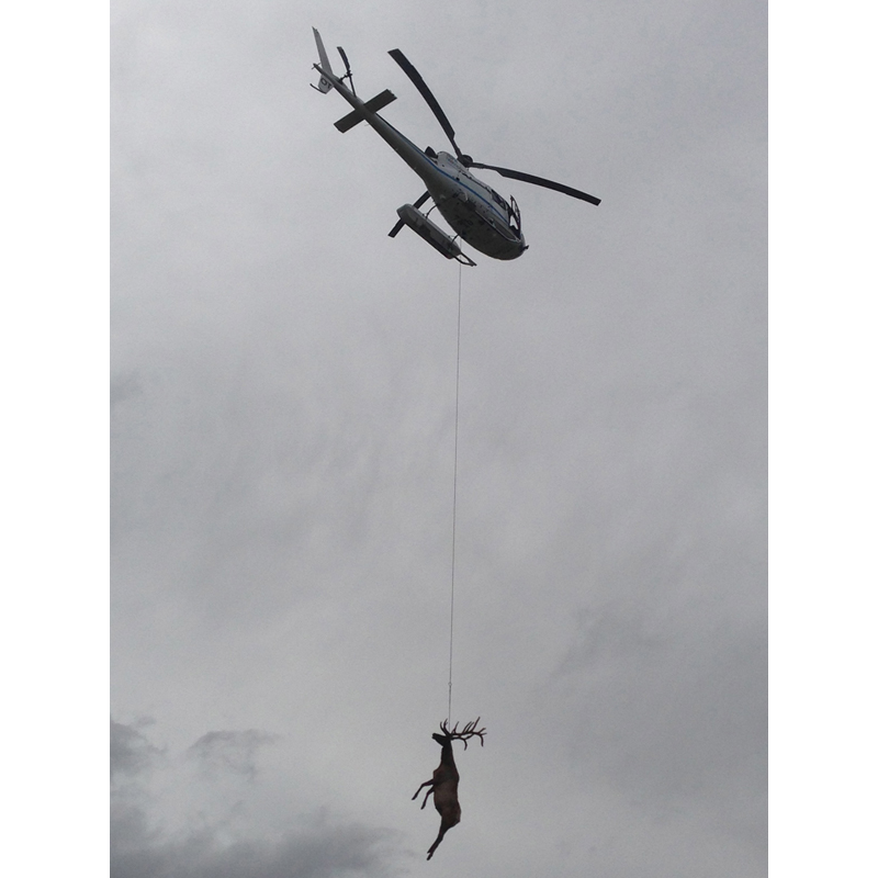 trophée de cerf transporté par hélicoptère