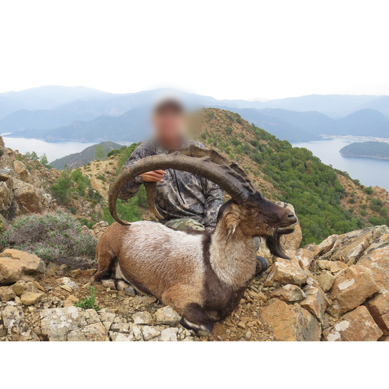 bouquetin ibex bezoar chassé en Turquie