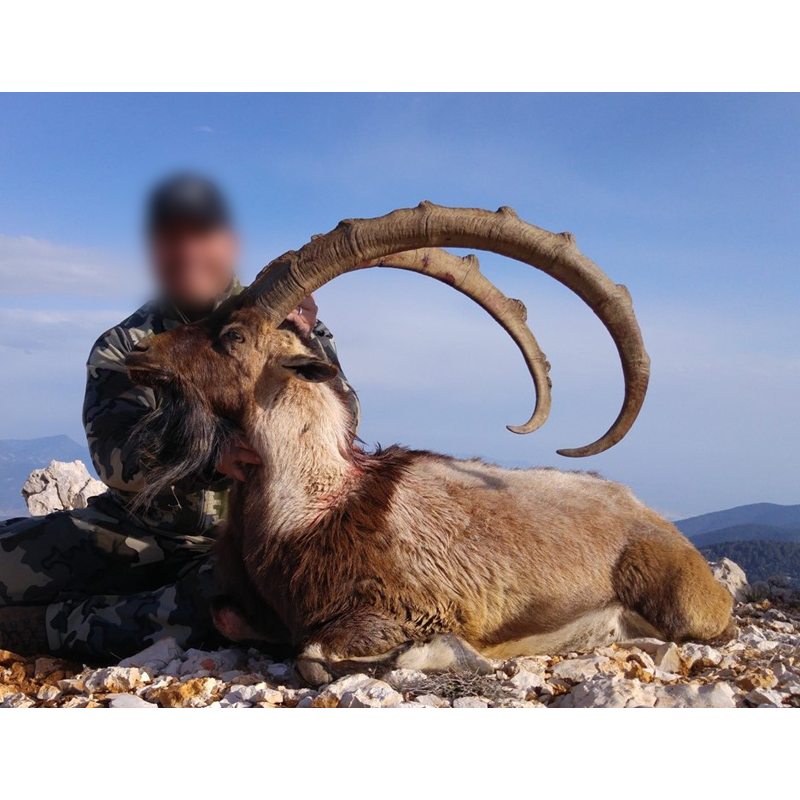 ibex bezoar tiré sur une zone de chasse en Turquie