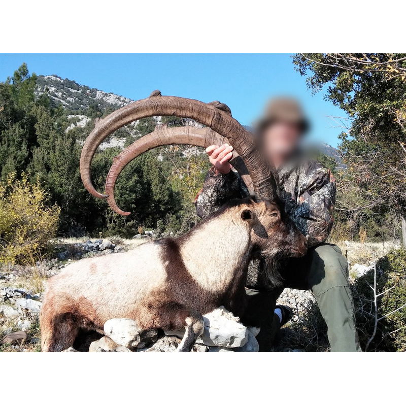 ibex bezoar tiré par un chasseur en Turquie