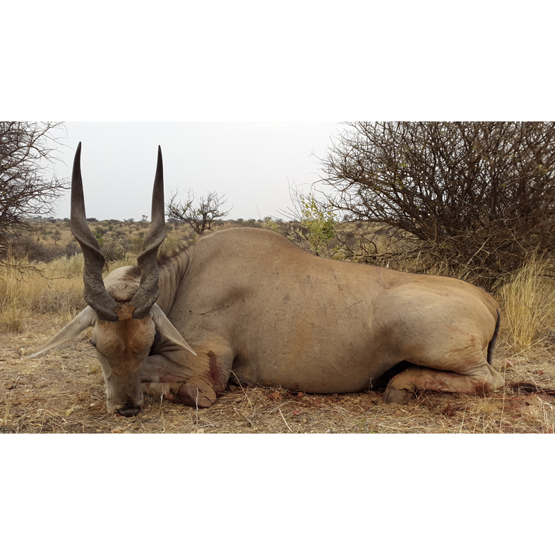 eland du Cap tiré sur un territoire de chasse en Namibie