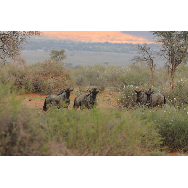 gnous bleus sur le territoire de chasse en Namibie