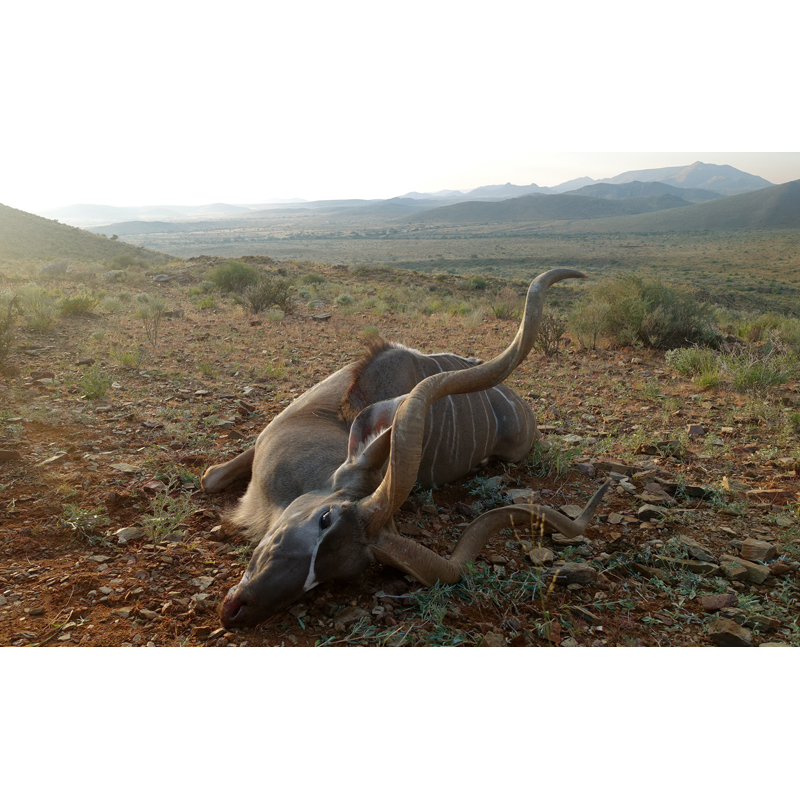 trophée de grand koudou sur une zone de chasse en Namibie