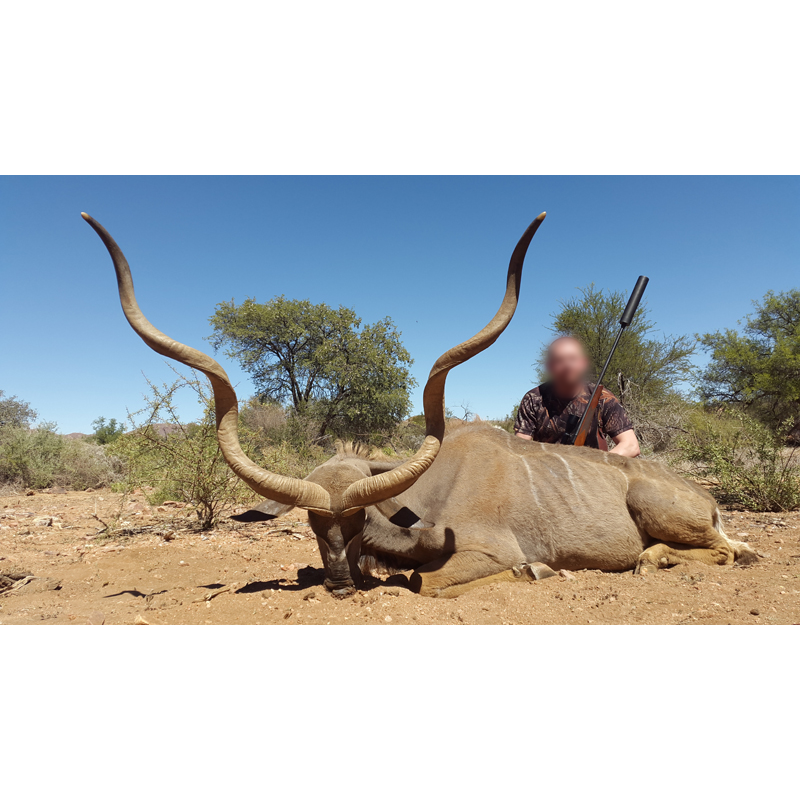 superbe trophée de grand koudou tiré en Namibie