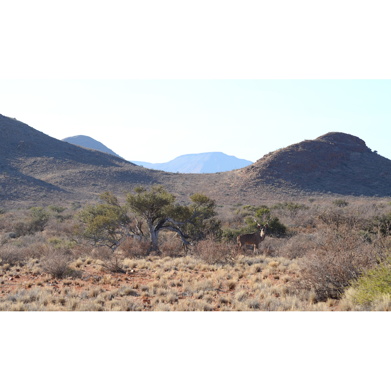 grand koudou présent sur un territoire de chasse en Namibie