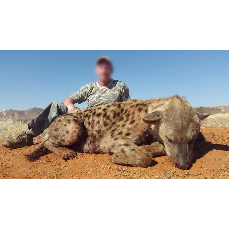 hyène chassé en Namibie