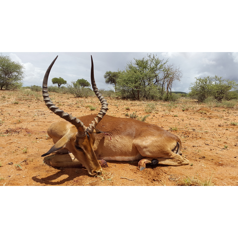 trophée de chasse impala en Namibie