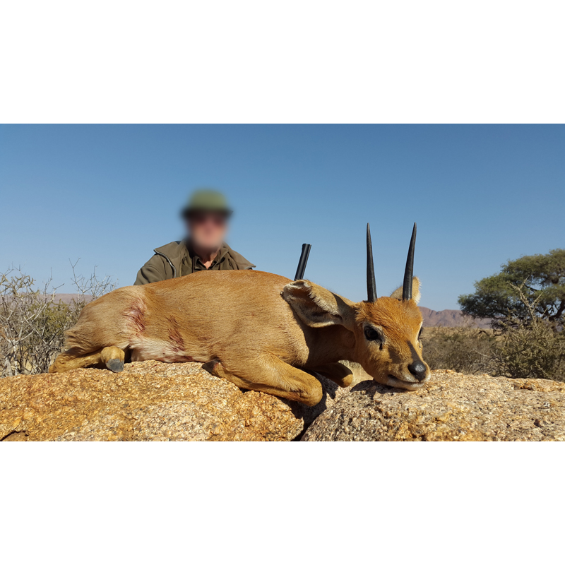 oréotrague tiré par un chasseur en Namibie