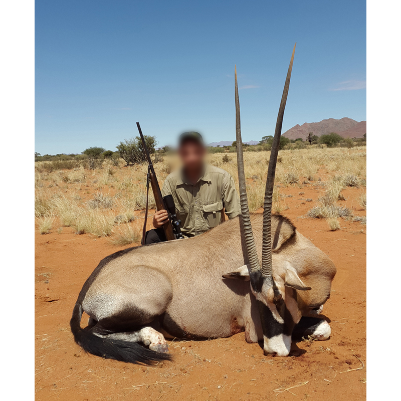 chasse à l oryx en Namibie