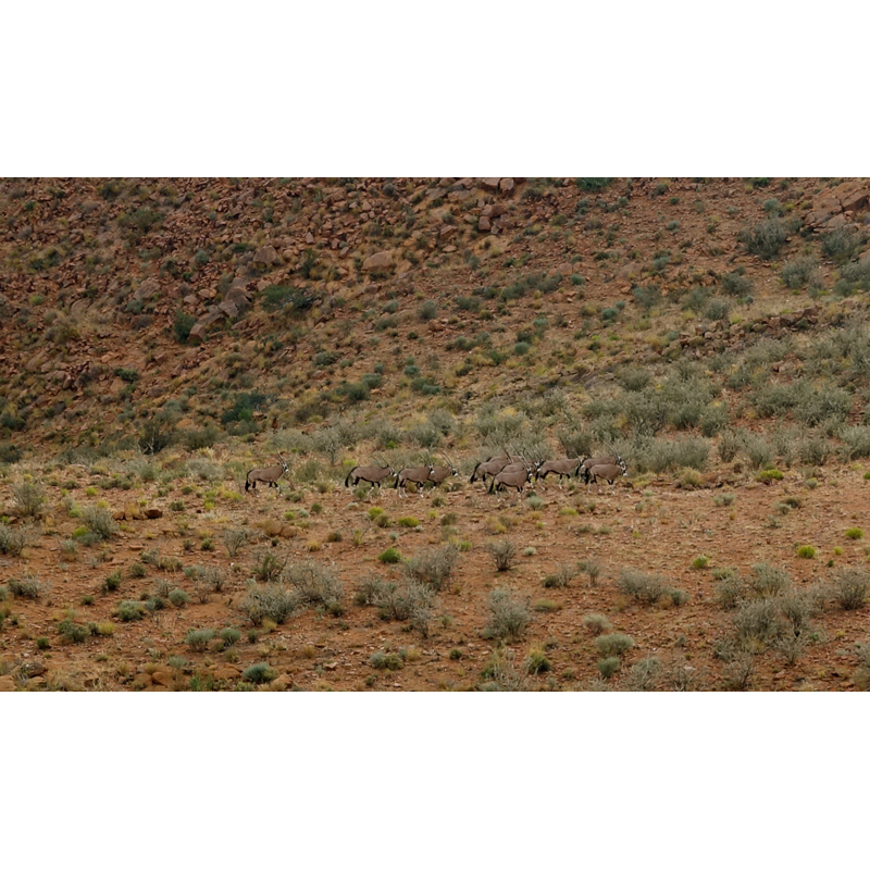 troupeau d oryx sur une zone de chasse en Namibie