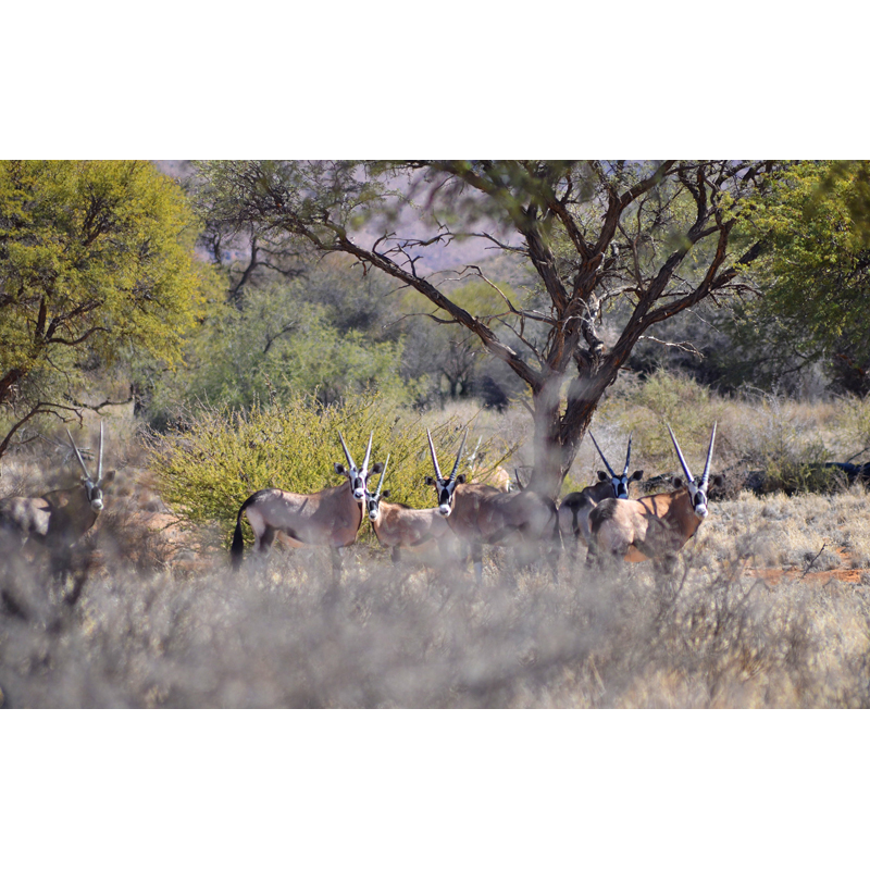 troupeau d'oryx présent sur une zone de chasse en Namibie