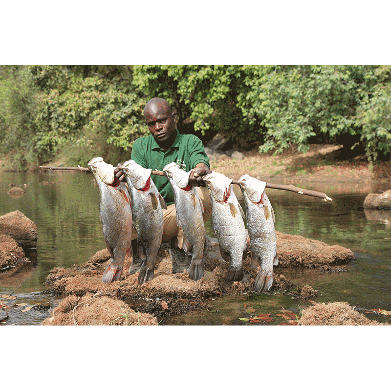 Fish caught on Faro hunting area in Cameroon - prise de poisson sur camp de chasse au Cameroun