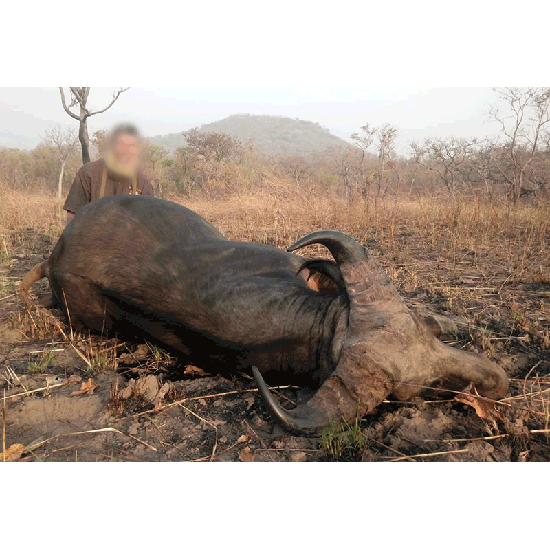 west africa savannah buffalo shot on Faro area