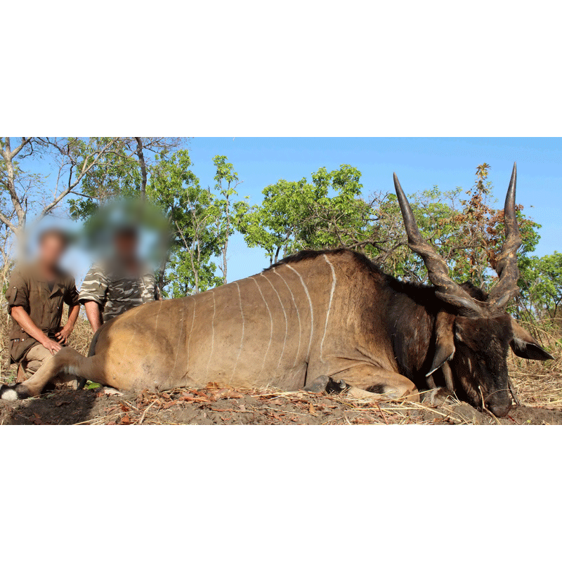 hunter and ph with a big lord derby eland on faro hunting area in Cameroon