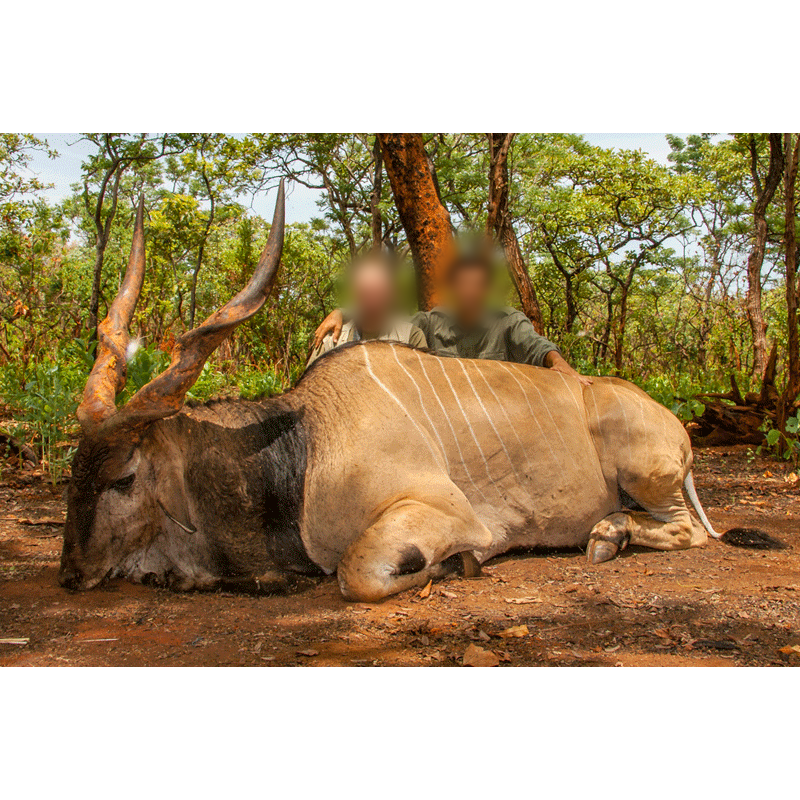 big lord derby eland shot on faro hunting concession in Cameroon