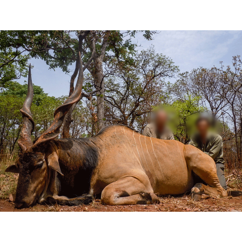 lord derby eland trophy taken on faro hunting area in Cameroon