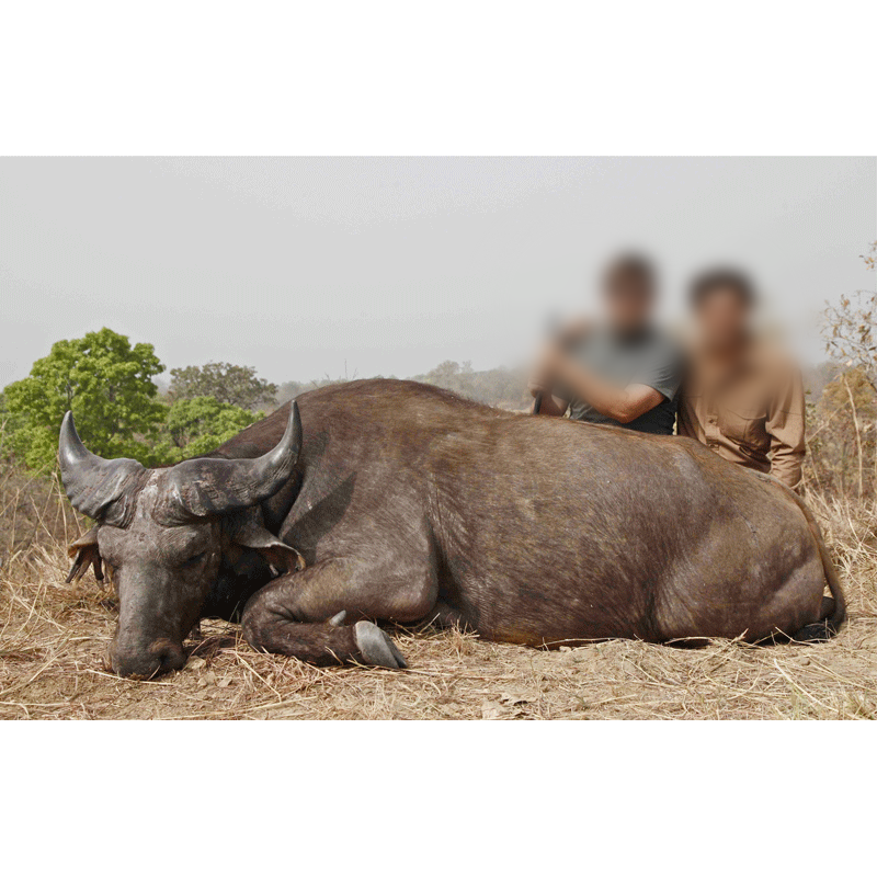 hunter and PH with west African buffalo trophy in Cameroon
