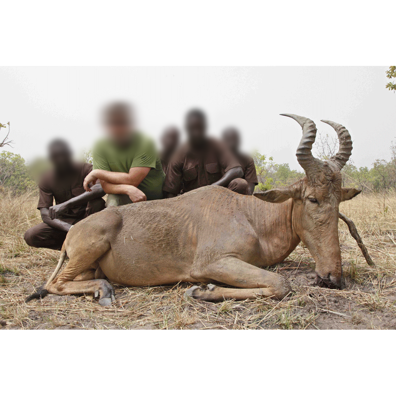 hunter and trackers with western hartebeest trophy from Cameroon
