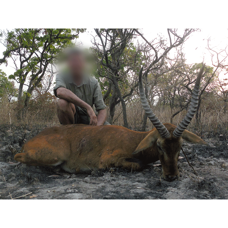 Central Kob trophy hunted in Cameroon (Faro area)