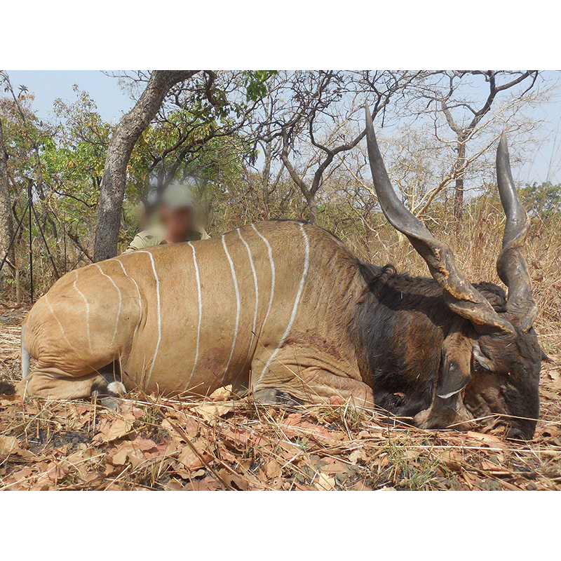 Lord Derby Eland hunt in Faro area Cameroon in 2019