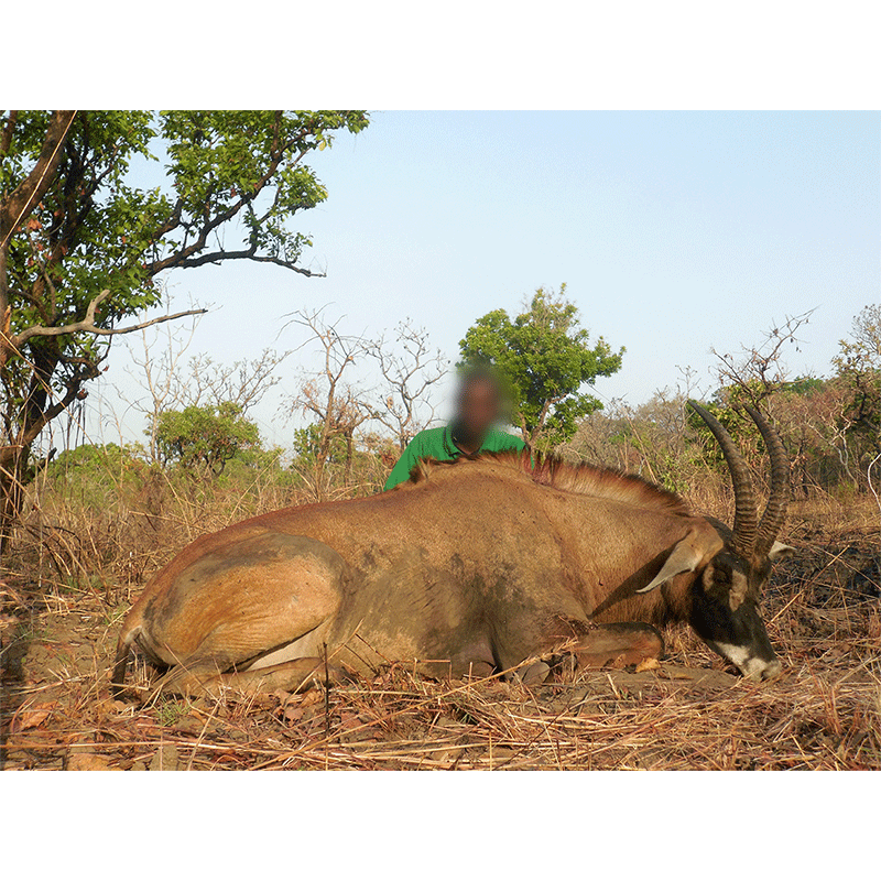 Roan Antelope harvested on Faro hunting area in Cameroon in 2019
